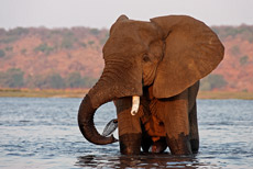 Elefantenbulle beim Durchqueren des Flusses